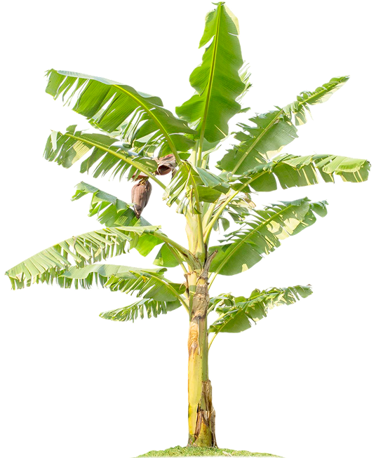 bananna-tree