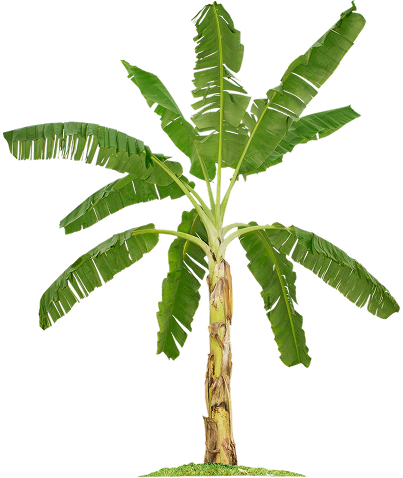  bananna-tree