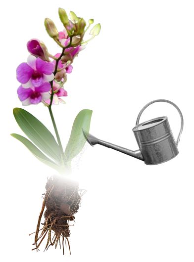 orchid