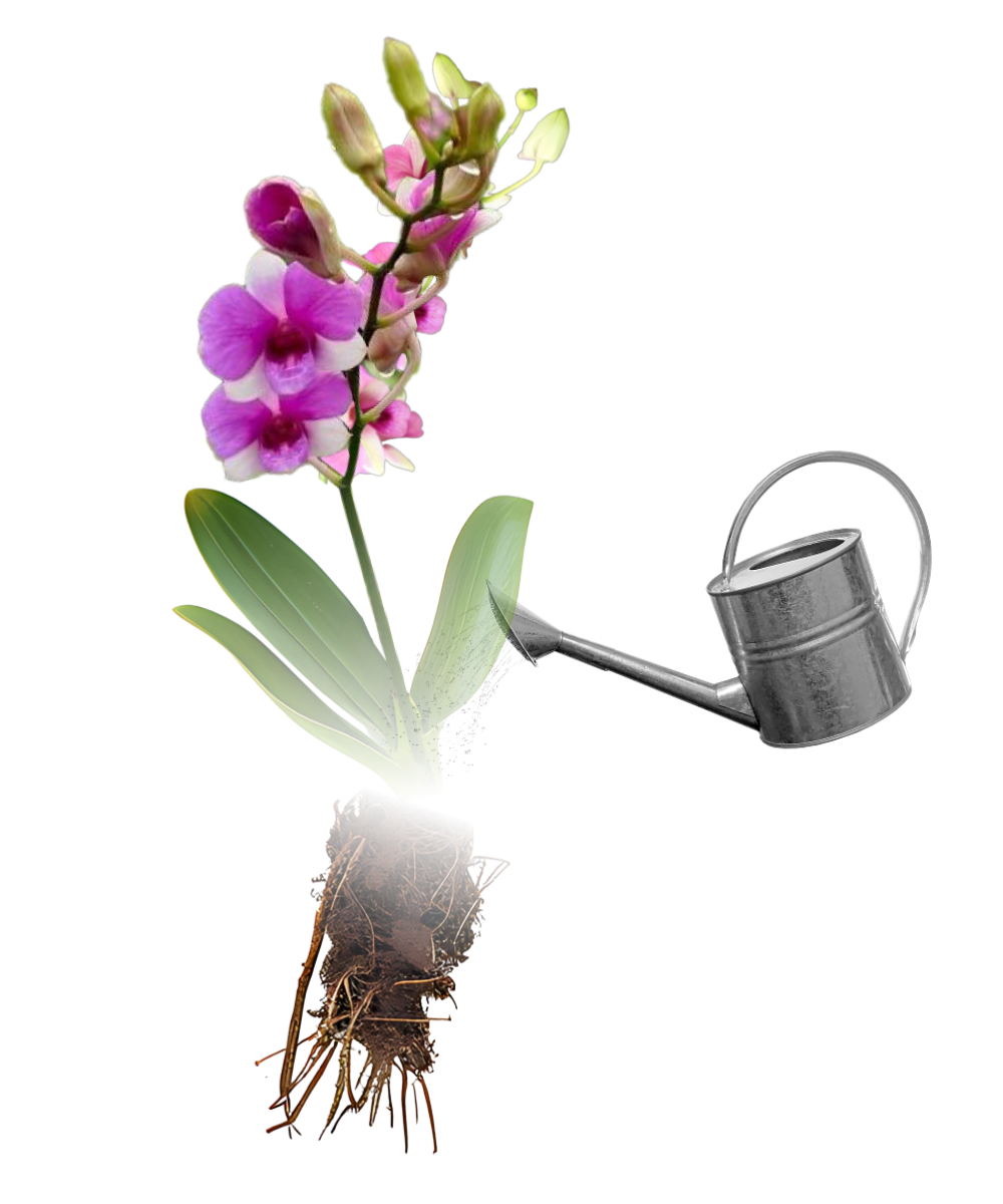 orchid
