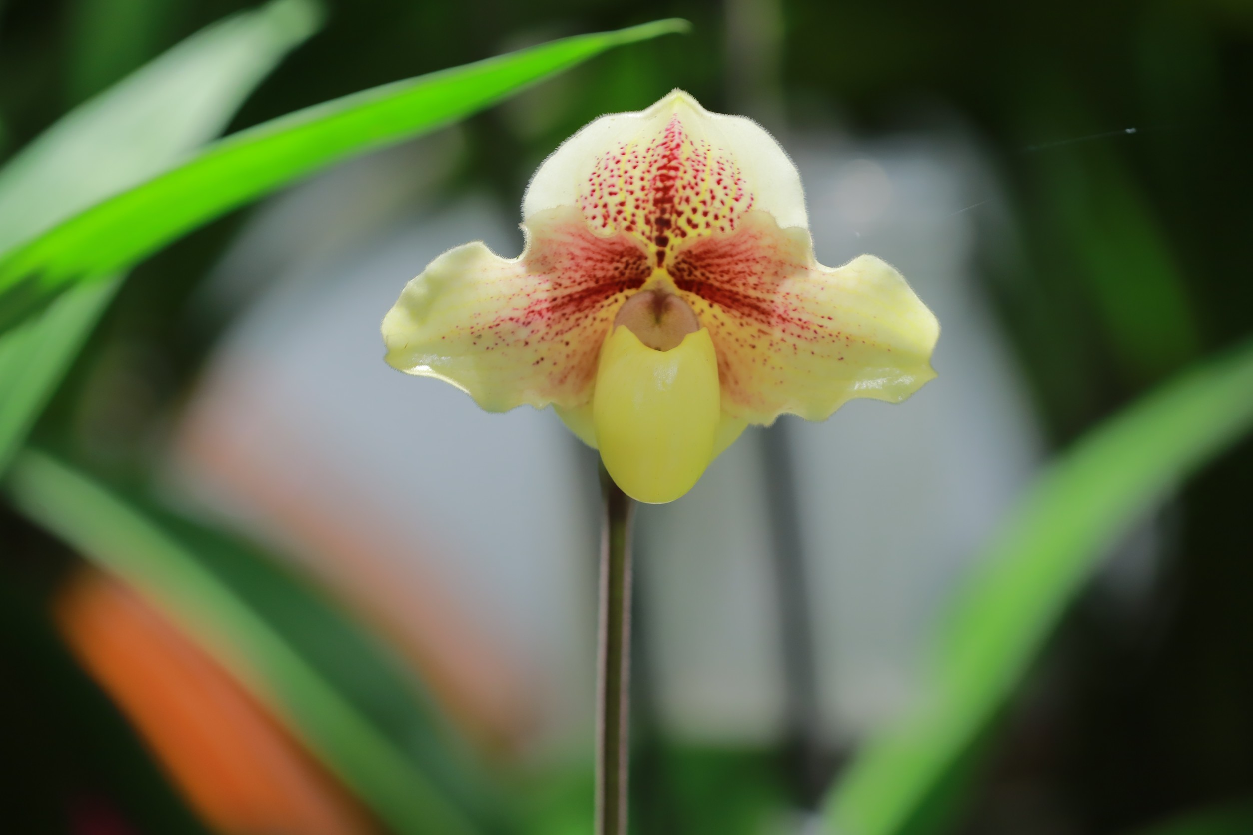 orchid