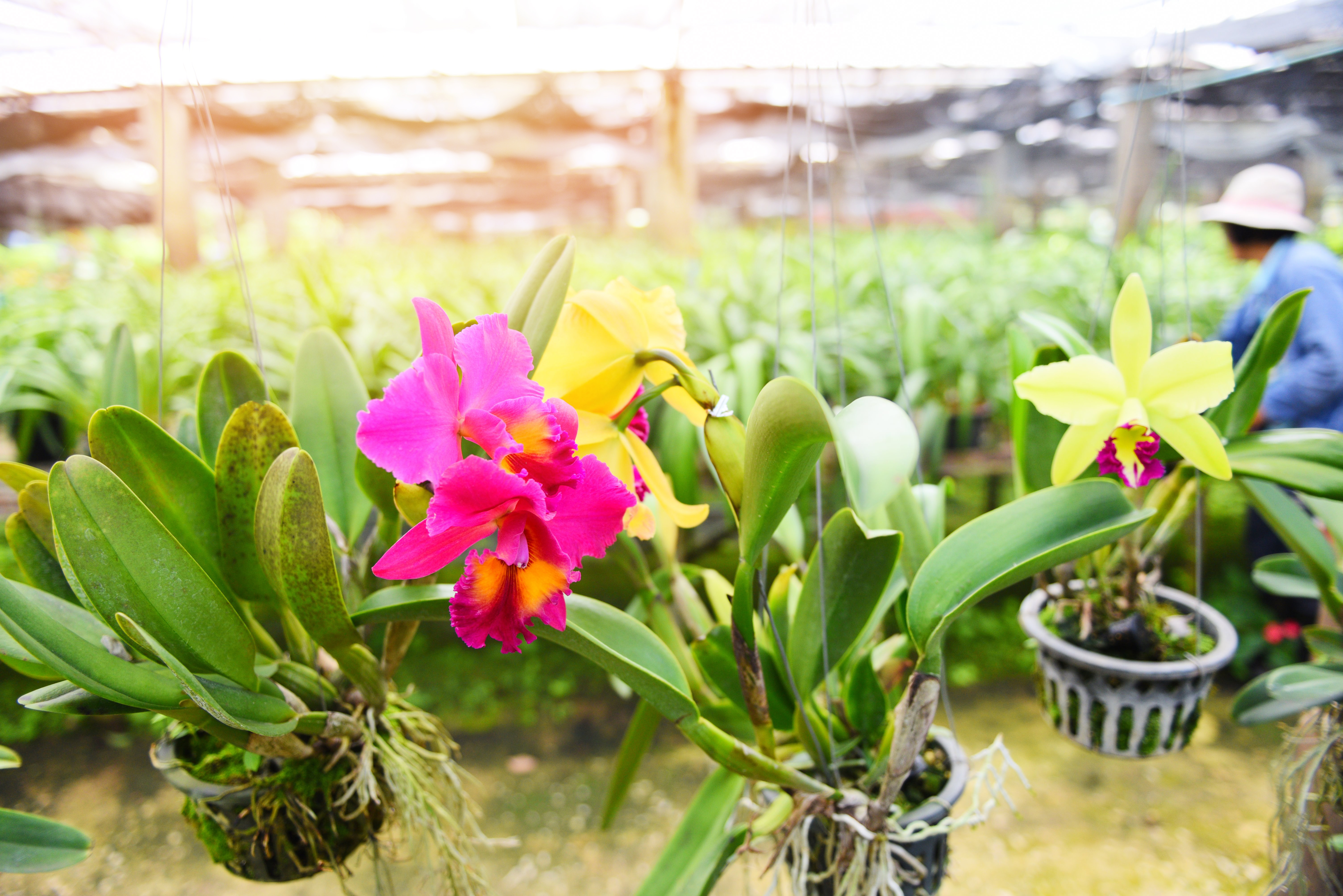 orchid