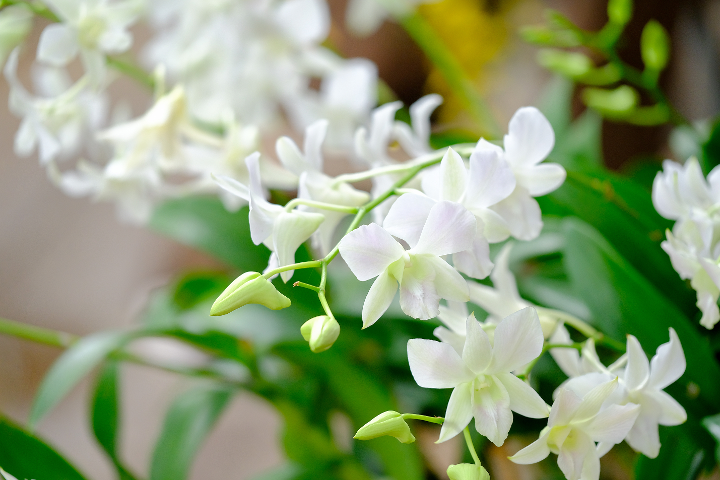 orchid
