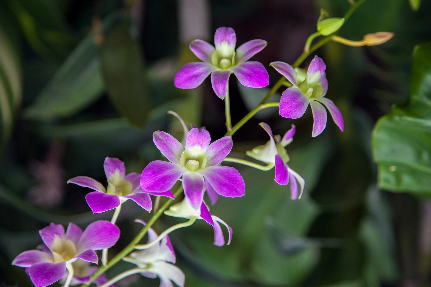 orchid