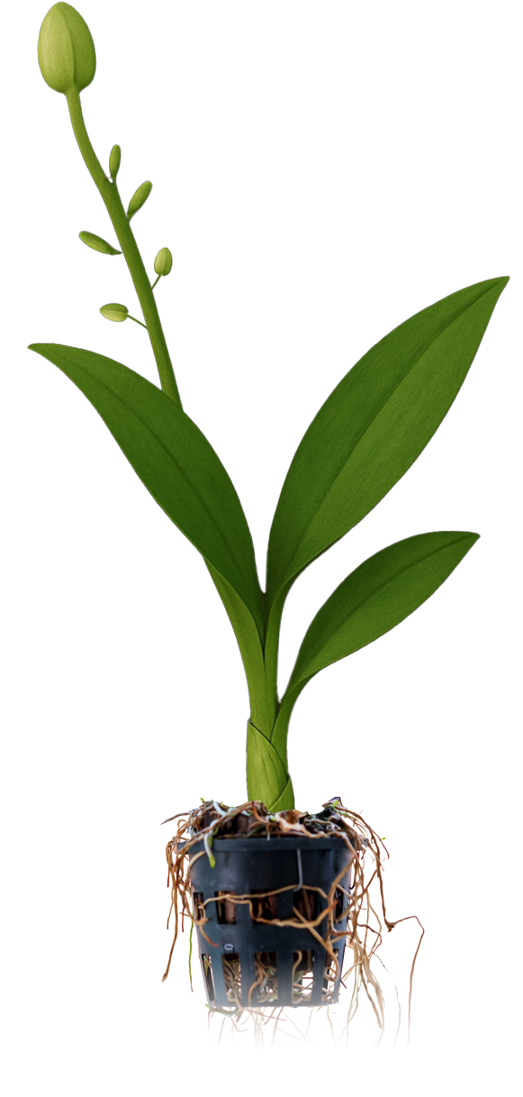 plant image