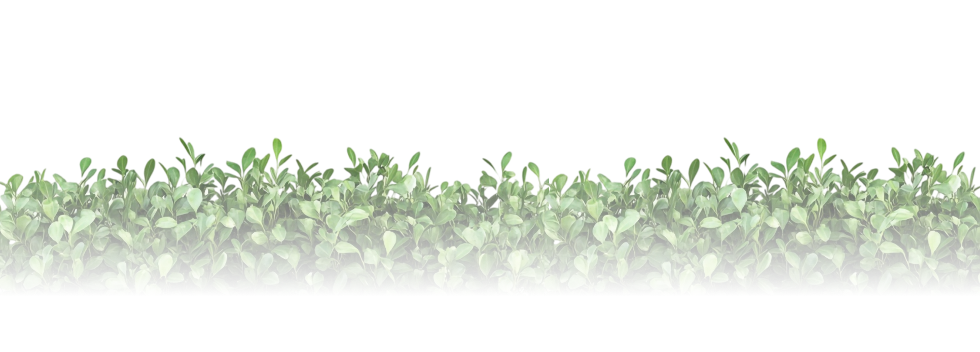 grass