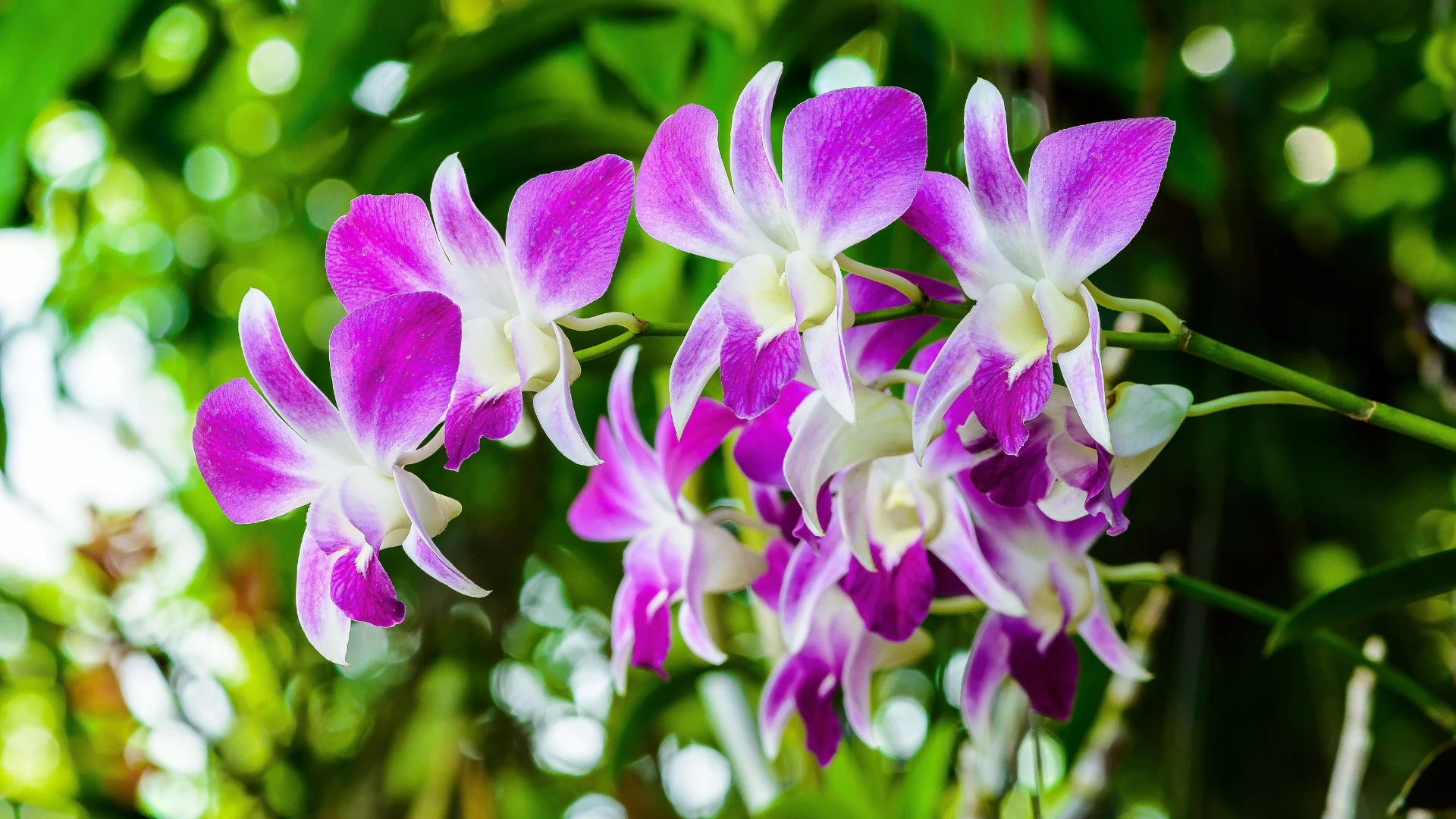 orchid
