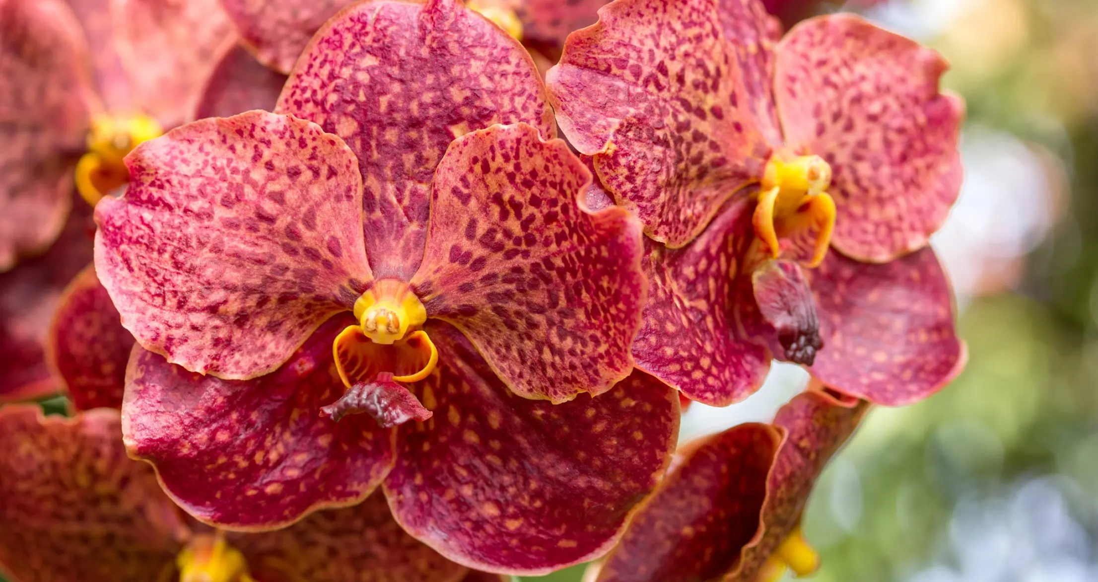 orchid