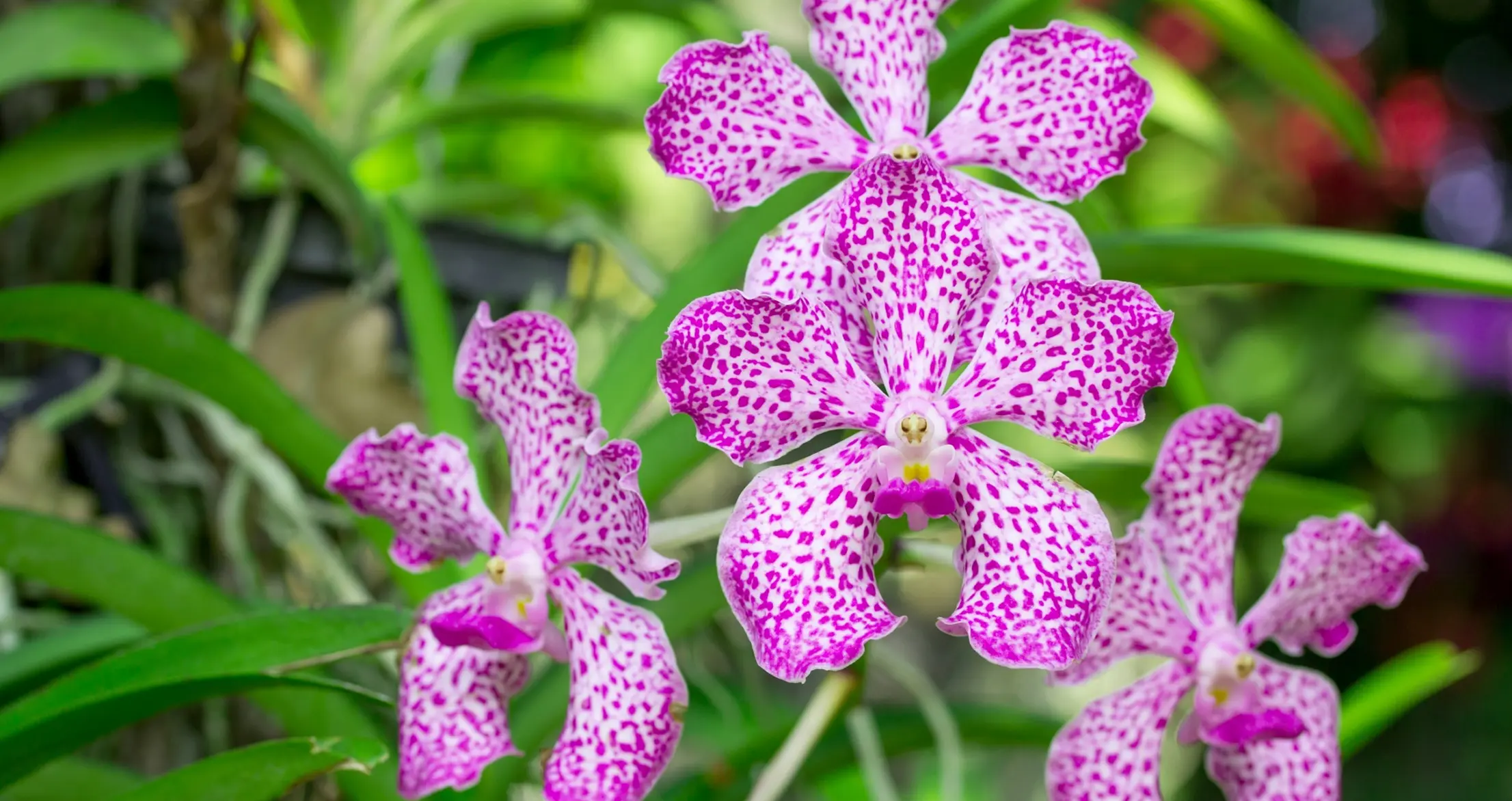 orchid