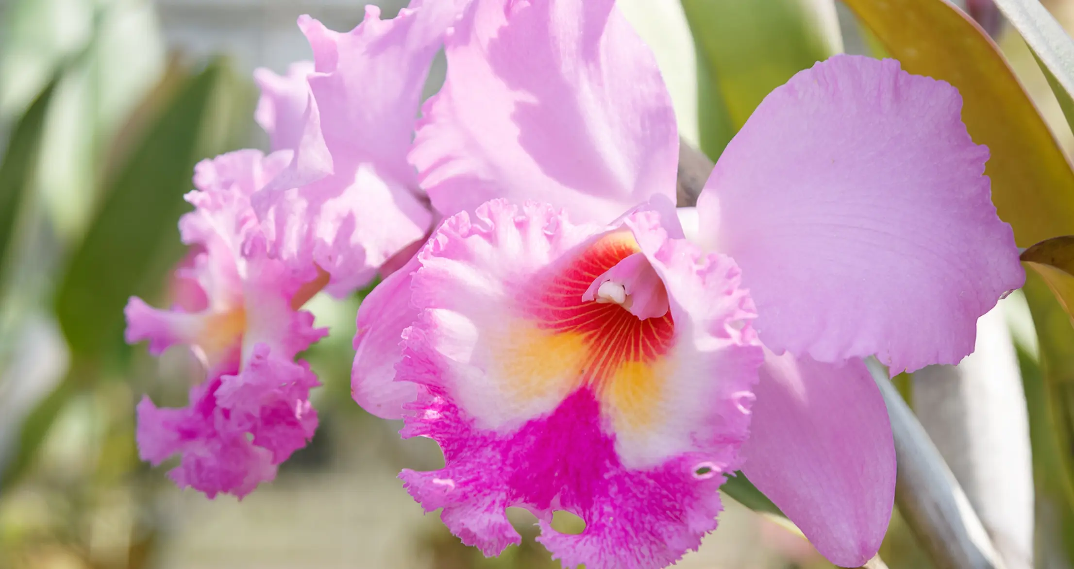 orchid