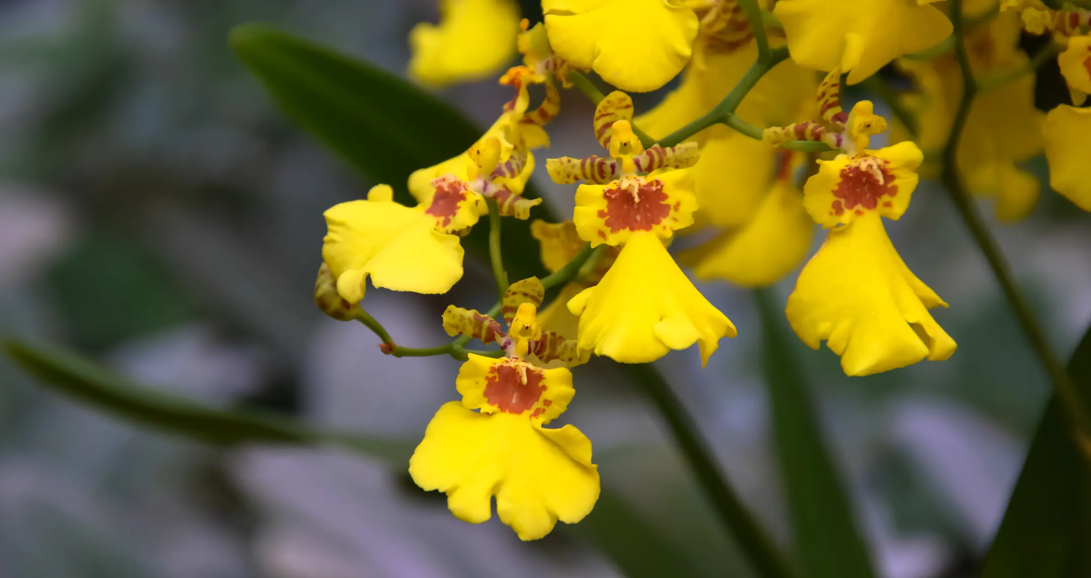 orchid